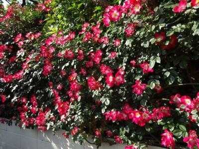 ラビアンローズ