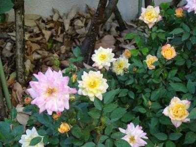 ラビアンローズ