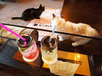キャット アパートメント コーヒー