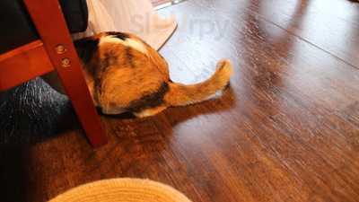 キャット アパートメント コーヒー