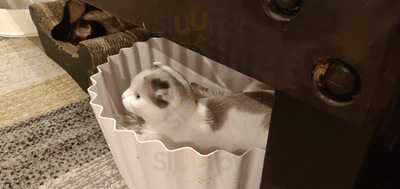 キャット アパートメント コーヒー