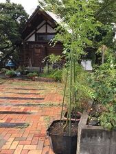 喫茶 山村庵