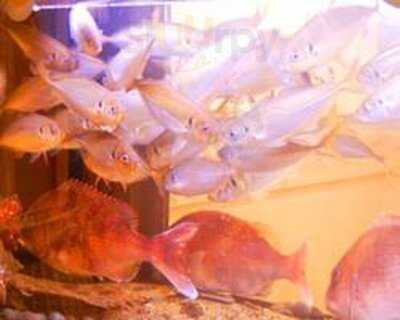 さかなや道場 堺筋本町店