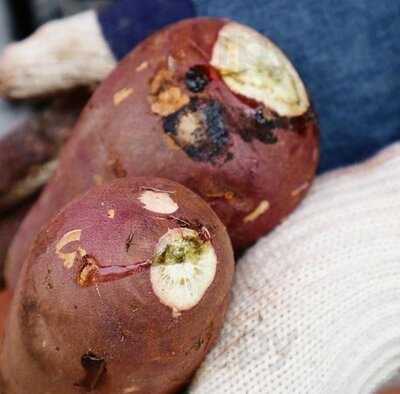 三日月　伏見稲荷本店