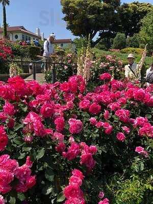 カフェ・ザ・ローズ