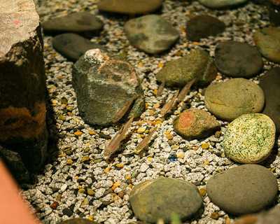 清流 初つぼみ 渋谷店