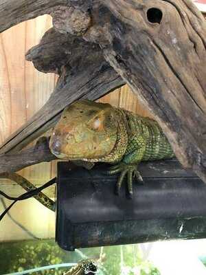 横浜亜熱帯茶館〜爬虫類cafe〜