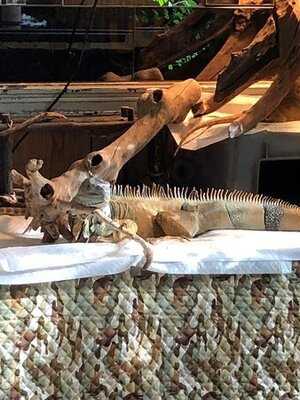 横浜亜熱帯茶館〜爬虫類cafe〜