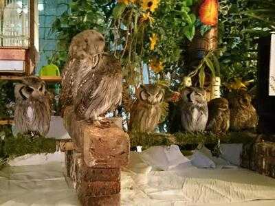 トップスイートフォレスト