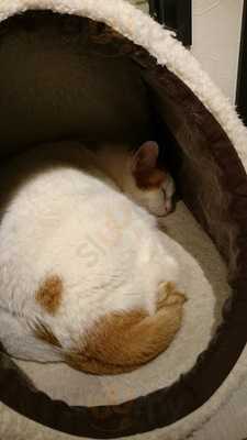 村さ来 恵比寿東口店