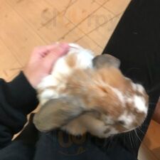 Ra．a．g．f原宿店