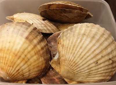 まめひろ 原宿店