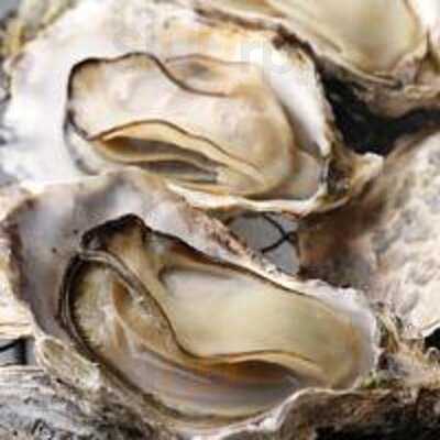 情緒 碧の竜宮 Kurage 渋谷駅前店