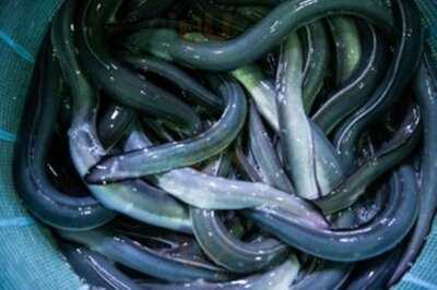 うなぎの中庄 Links Umeda店