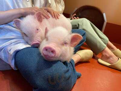 Pignic Cafe 代々木公園店