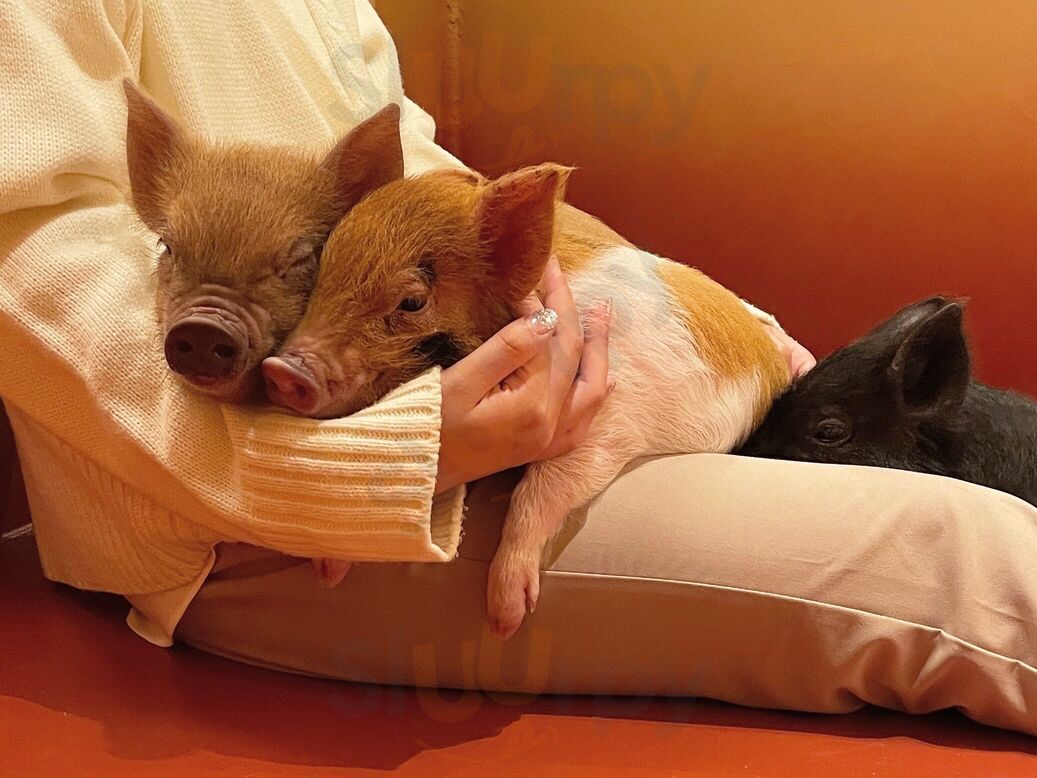 Pignic Cafe 代々木公園店