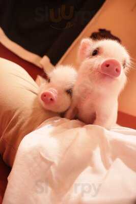 Pignic Cafe 代々木公園店