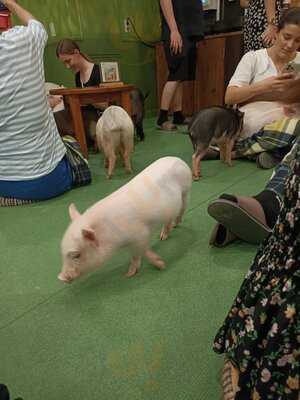 マイピッグカフェ原宿店