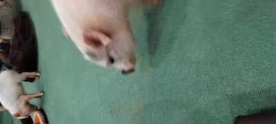 マイピッグカフェ原宿店