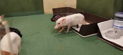 マイピッグカフェ原宿店