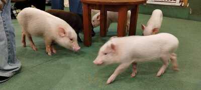 マイピッグカフェ原宿店