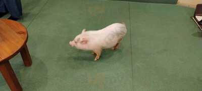 マイピッグカフェ原宿店