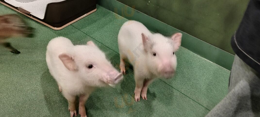 マイピッグカフェ原宿店