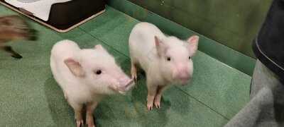 マイピッグカフェ原宿店