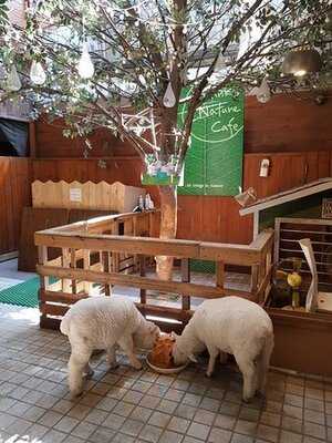 땡스 네이쳐 카페