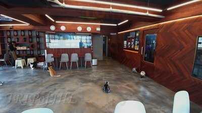 명동 고양이다락방