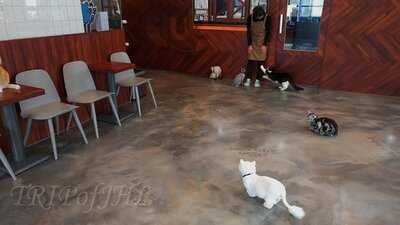 명동 고양이다락방