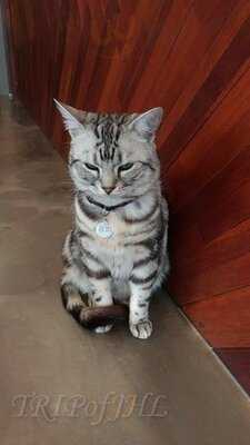 명동 고양이다락방