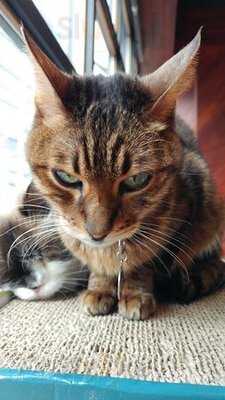 명동 고양이다락방