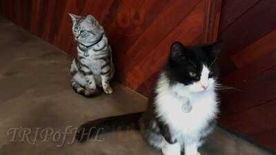 명동 고양이다락방