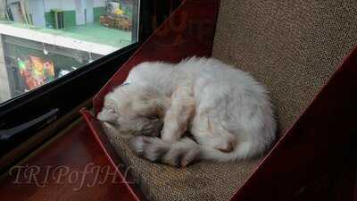 명동 고양이다락방