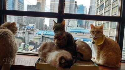 명동 고양이다락방