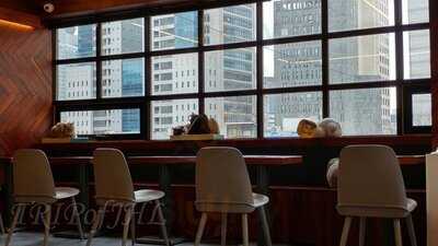 명동 고양이다락방