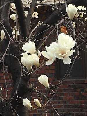 더 팬케이크 에피데믹