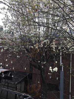 더 팬케이크 에피데믹