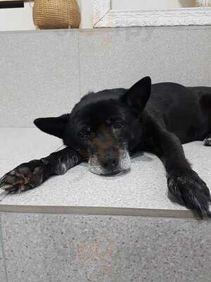 써니네 애견 카페