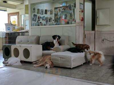 써니네 애견 카페