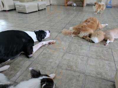 써니네 애견 카페