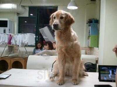 써니네 애견 카페