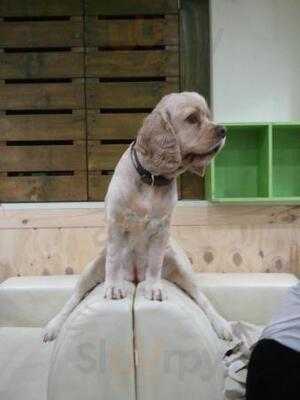 써니네 애견 카페