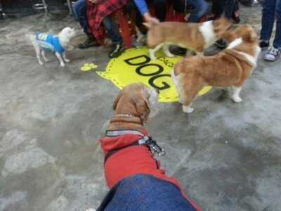 카카오독애견카페