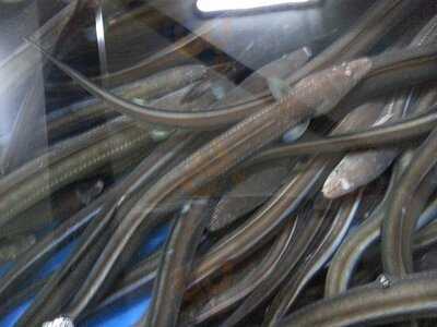 통통장어무한리필