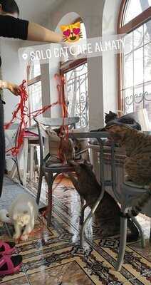 Solo Cat Cafe