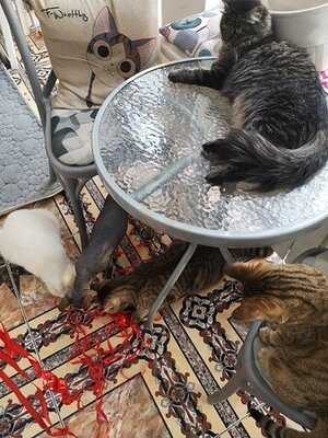 Solo Cat Cafe