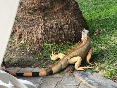 Hotel Riu Plaza Guadalajara