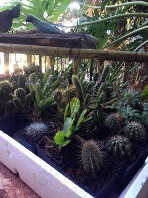 Vivero Galeria Carnitas